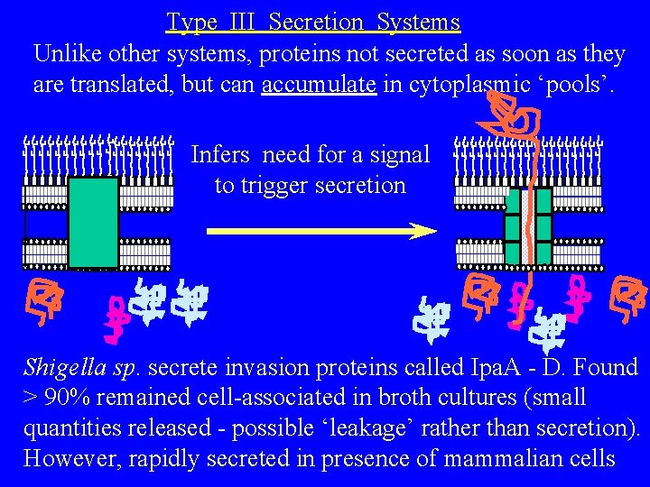 Type III Secretion Systems Unlike other systems, proteins not secreted as soon as they