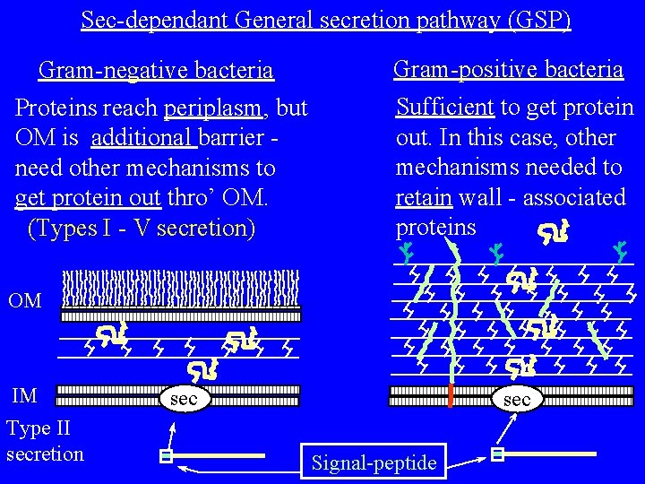 Sec-dependant General secretion pathway (GSP) Gram-negative bacteria Proteins reach periplasm, but OM is additional