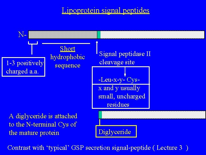 Lipoprotein signal peptides NShort hydrophobic 1 -3 positively sequence charged a. a. Signal peptidase