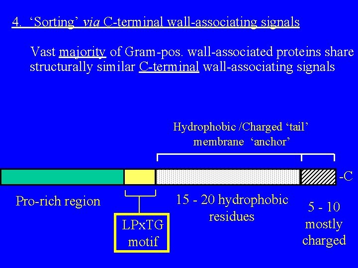 4. ‘Sorting’ via C-terminal wall-associating signals Vast majority of Gram-pos. wall-associated proteins share structurally