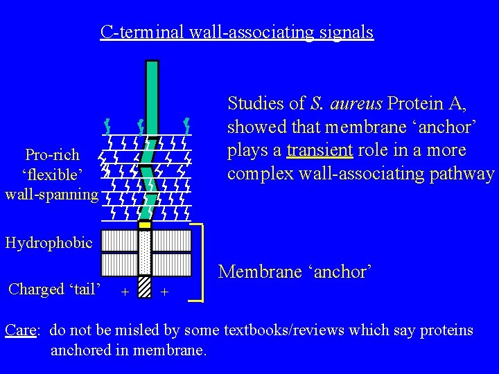 C-terminal wall-associating signals Studies of S. aureus Protein A, showed that membrane ‘anchor’ plays