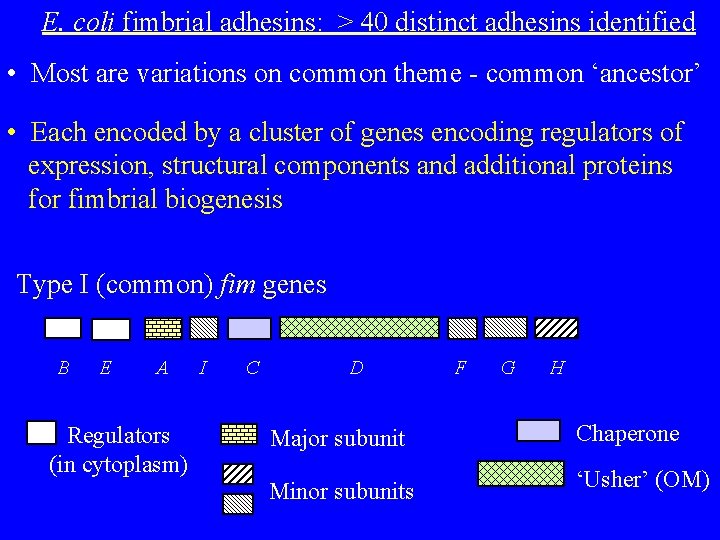 E. coli fimbrial adhesins: > 40 distinct adhesins identified • Most are variations on