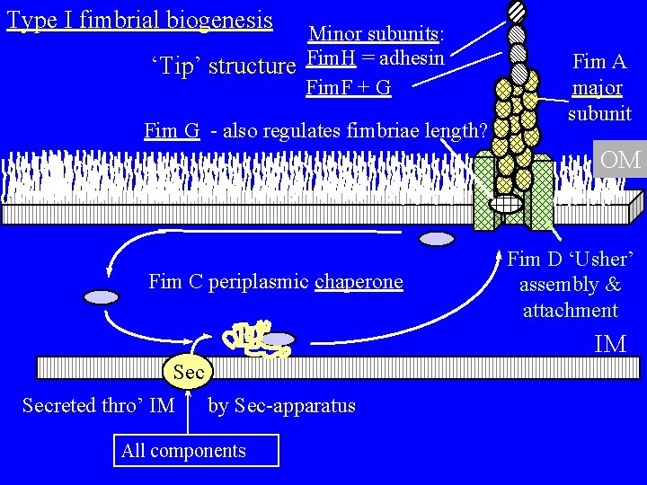 Type I fimbrial biogenesis Minor subunits: ‘Tip’ structure Fim. H = adhesin Fim. F