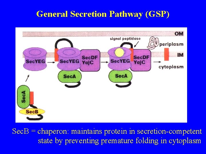 General Secretion Pathway (GSP) Sec. B = chaperon: maintains protein in secretion-competent state by