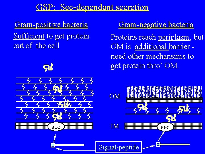 GSP: Sec-dependant secretion Gram-positive bacteria Sufficient to get protein out of the cell Gram-negative