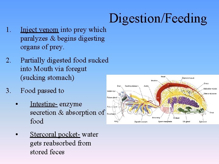 1. Inject venom into prey which paralyzes & begins digesting organs of prey. 2.