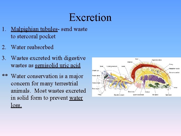 Excretion 1. Malpighian tubules- send waste to stercoral pocket 2. Water reabsorbed 3. Wastes