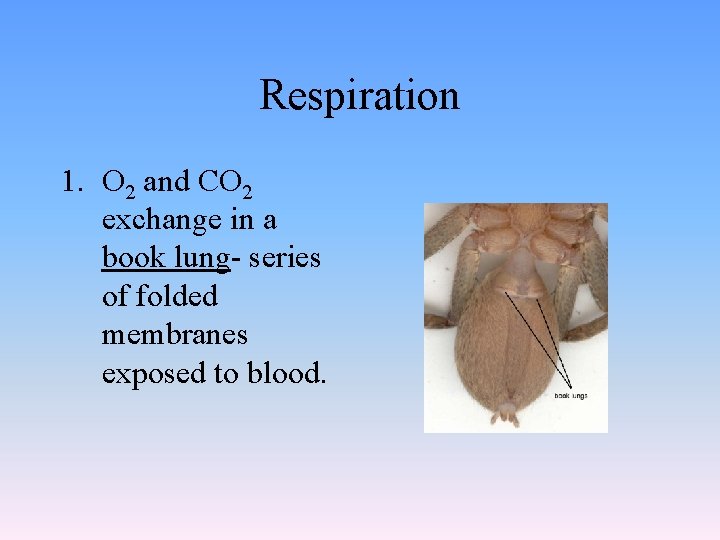 Respiration 1. O 2 and CO 2 exchange in a book lung- series of
