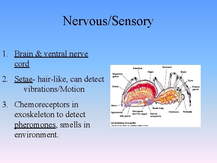 Nervous/Sensory 1. Brain & ventral nerve cord 2. Setae- hair-like, can detect vibrations/Motion 3.