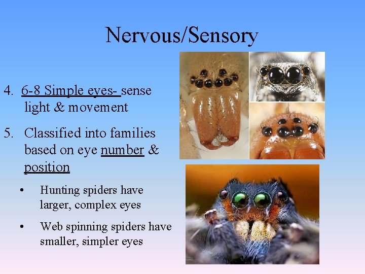 Nervous/Sensory 4. 6 -8 Simple eyes- sense light & movement 5. Classified into families