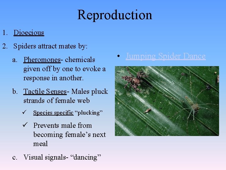 Reproduction 1. Dioecious 2. Spiders attract mates by: a. Pheromones- chemicals given off by