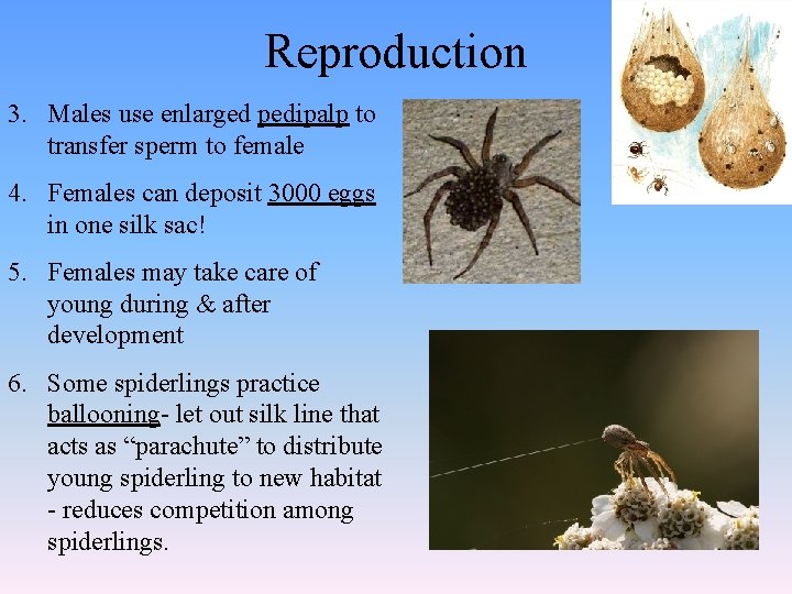 Reproduction 3. Males use enlarged pedipalp to transfer sperm to female 4. Females can