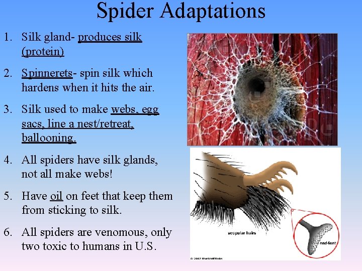 Spider Adaptations 1. Silk gland- produces silk (protein) 2. Spinnerets- spin silk which hardens
