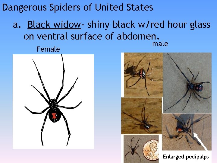 Dangerous Spiders of United States a. Black widow- shiny black w/red hour glass on