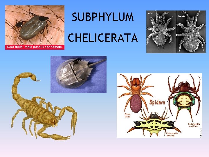 SUBPHYLUM CHELICERATA 