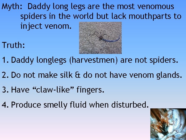 Myth: Daddy long legs are the most venomous spiders in the world but lack