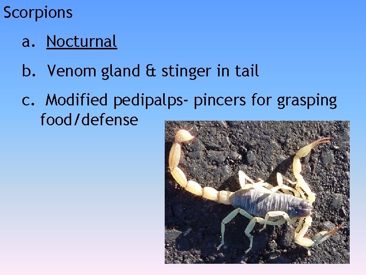 Scorpions a. Nocturnal b. Venom gland & stinger in tail c. Modified pedipalps- pincers