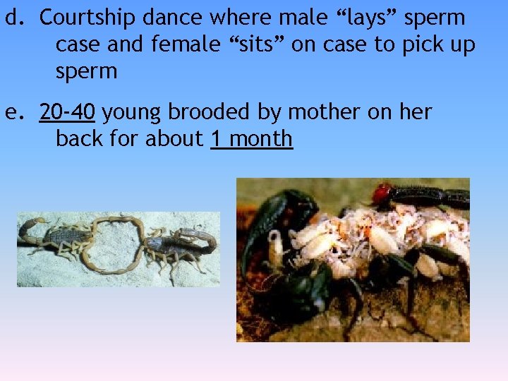 d. Courtship dance where male “lays” sperm case and female “sits” on case to