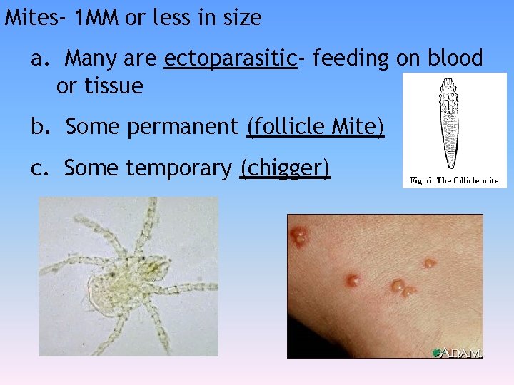 Mites- 1 MM or less in size a. Many are ectoparasitic- feeding on blood