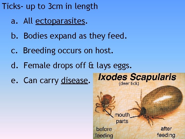 Ticks- up to 3 cm in length a. All ectoparasites. b. Bodies expand as