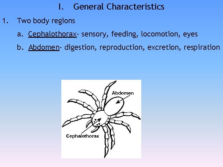 I. 1. General Characteristics Two body regions a. Cephalothorax- sensory, feeding, locomotion, eyes b.