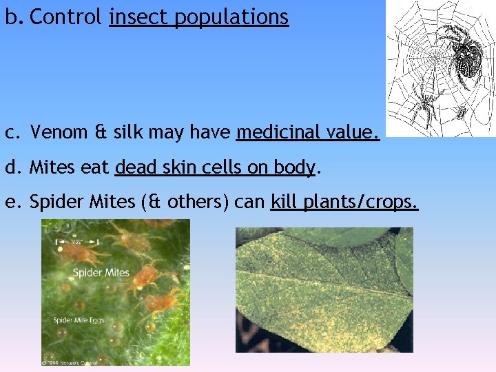 b. Control insect populations c. Venom & silk may have medicinal value. d. Mites