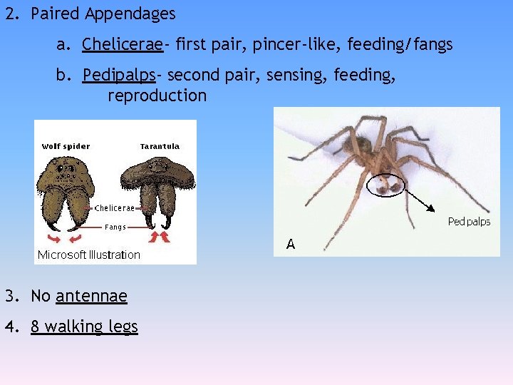 2. Paired Appendages a. Chelicerae- first pair, pincer-like, feeding/fangs b. Pedipalps- second pair, sensing,