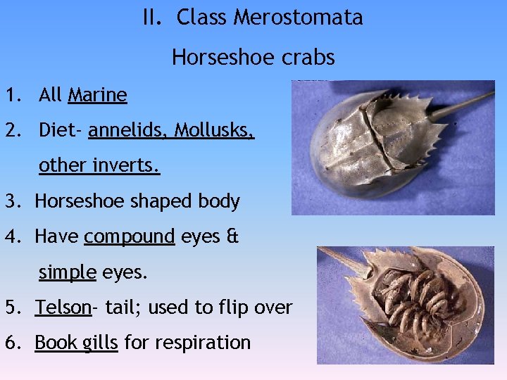 Kingdom Animalia Phylum Arthropoda Subphylum Crustacea Lobster Crab