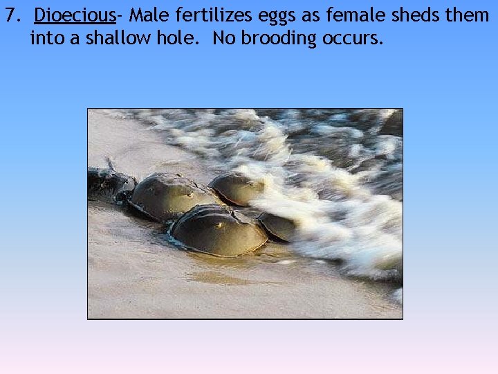 7. Dioecious- Male fertilizes eggs as female sheds them into a shallow hole. No