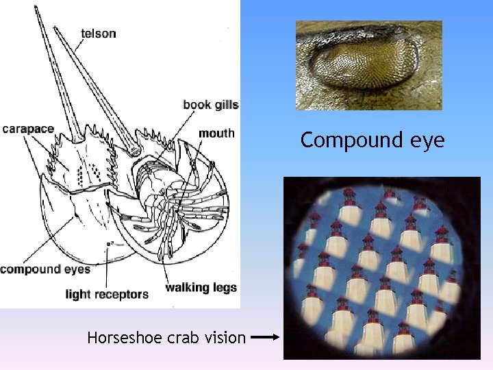 Compound eye Horseshoe crab vision 
