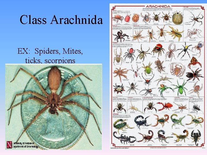Class Arachnida EX: Spiders, Mites, ticks, scorpions 