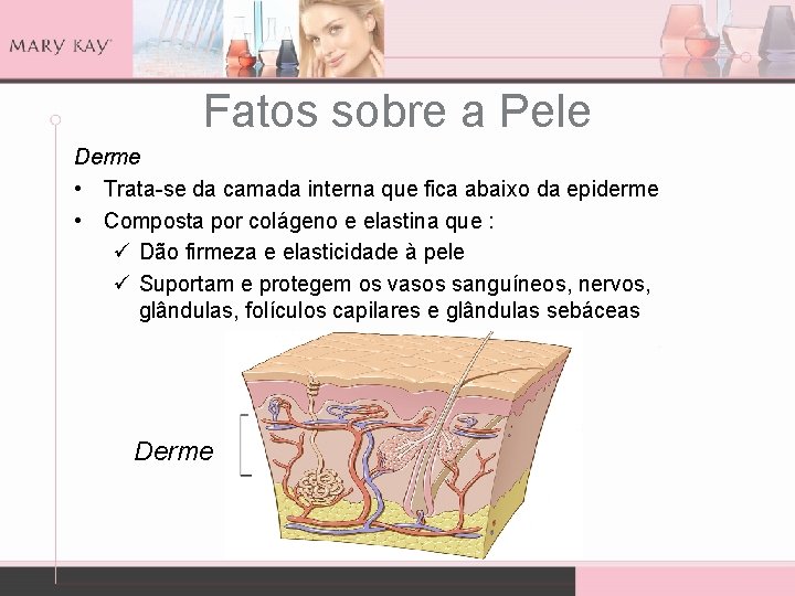 Fatos sobre a Pele Derme • Trata-se da camada interna que fica abaixo da