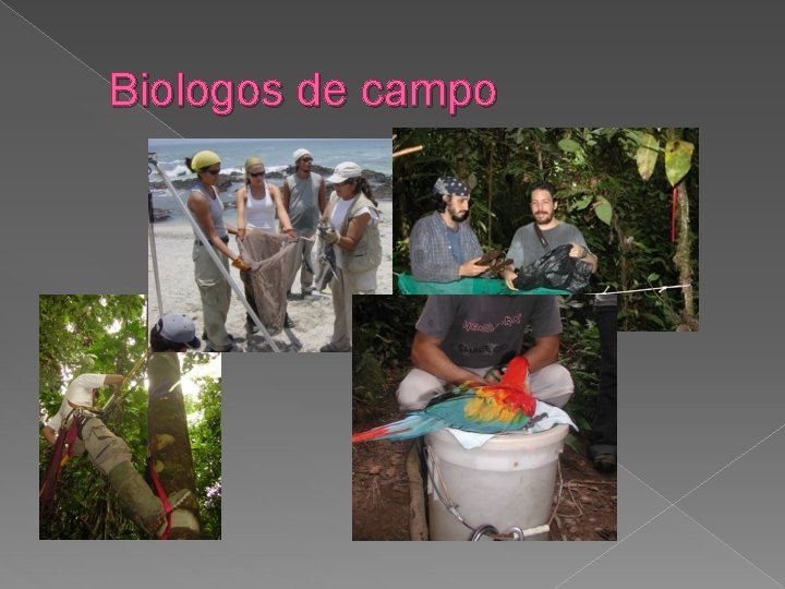 Biologos de campo 