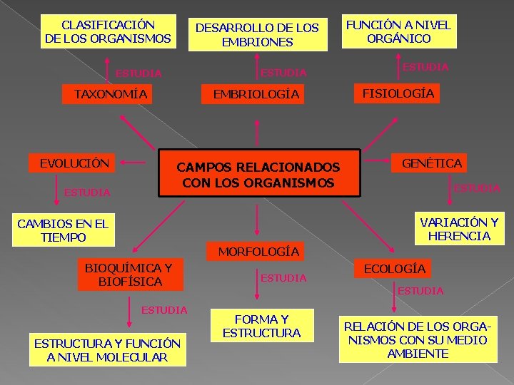 CLASIFICACIÓN DE LOS ORGANISMOS DESARROLLO DE LOS EMBRIONES ESTUDIA TAXONOMÍA EVOLUCIÓN EMBRIOLOGÍA CAMPOS RELACIONADOS