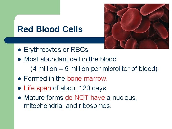 Red Blood Cells l l l Erythrocytes or RBCs. Most abundant cell in the