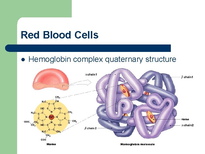 Red Blood Cells l Hemoglobin complex quaternary structure 