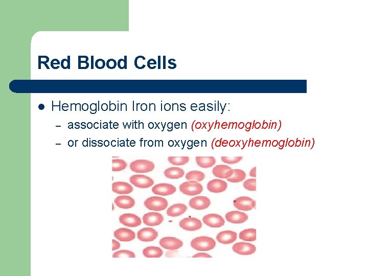 Red Blood Cells l Hemoglobin Iron ions easily: – – associate with oxygen (oxyhemoglobin)