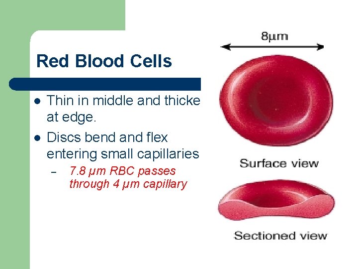 Red Blood Cells l l Thin in middle and thicker at edge. Discs bend