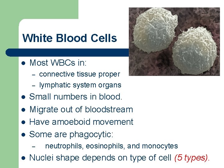 White Blood Cells l Most WBCs in: – – l l Small numbers in