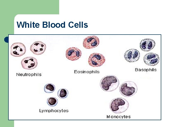 White Blood Cells 