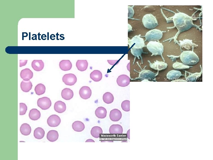 Platelets 