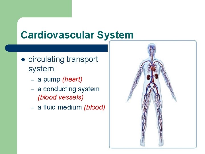 Cardiovascular System l circulating transport system: – – – a pump (heart) a conducting