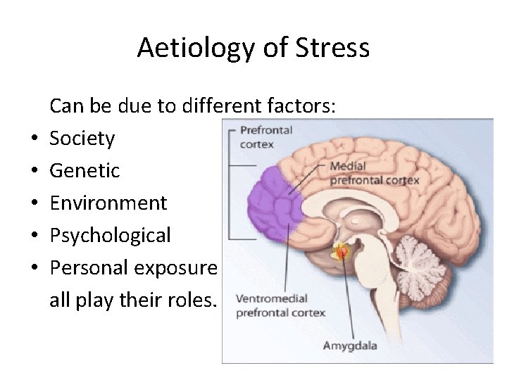 Aetiology of Stress • • • Can be due to different factors: Society Genetic