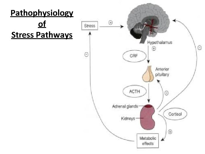 Pathophysiology of Stress Pathways 
