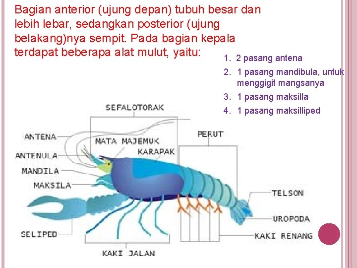 Bagian anterior (ujung depan) tubuh besar dan lebih lebar, sedangkan posterior (ujung belakang)nya sempit.