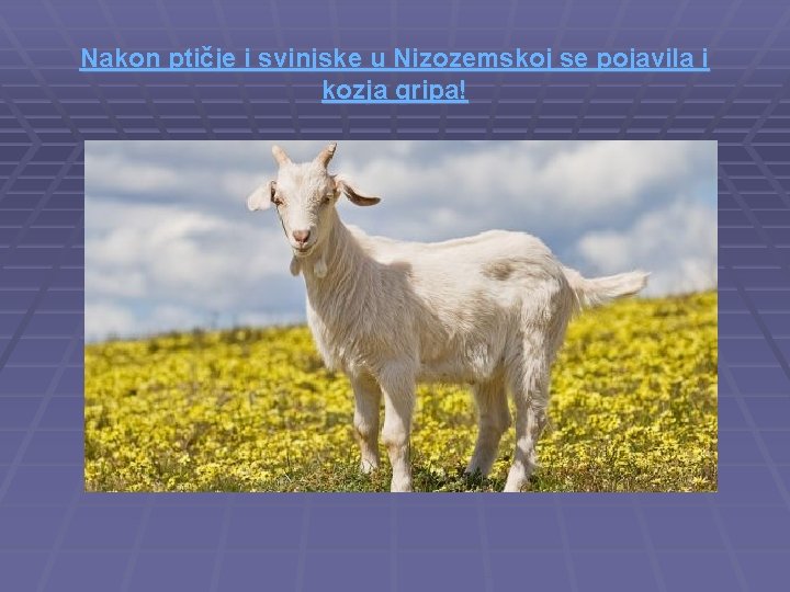 Nakon ptičje i svinjske u Nizozemskoj se pojavila i kozja gripa! 