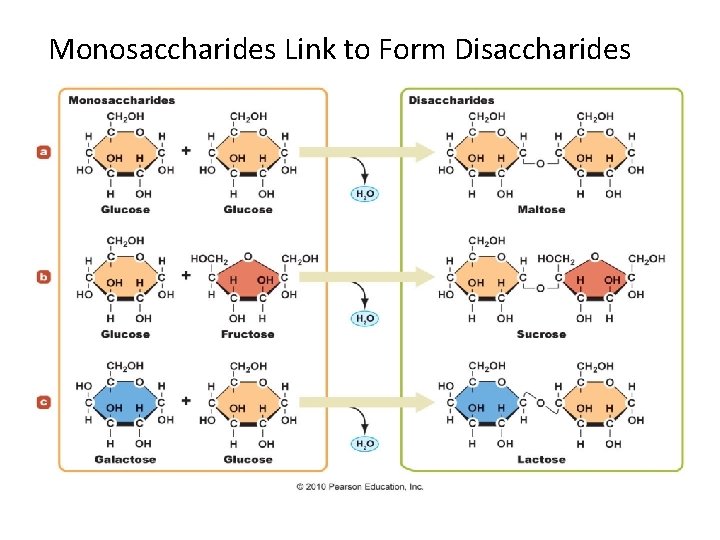 Monosaccharides Link to Form Disaccharides 