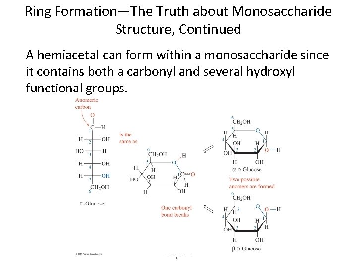 Ring Formation—The Truth about Monosaccharide Structure, Continued A hemiacetal can form within a monosaccharide