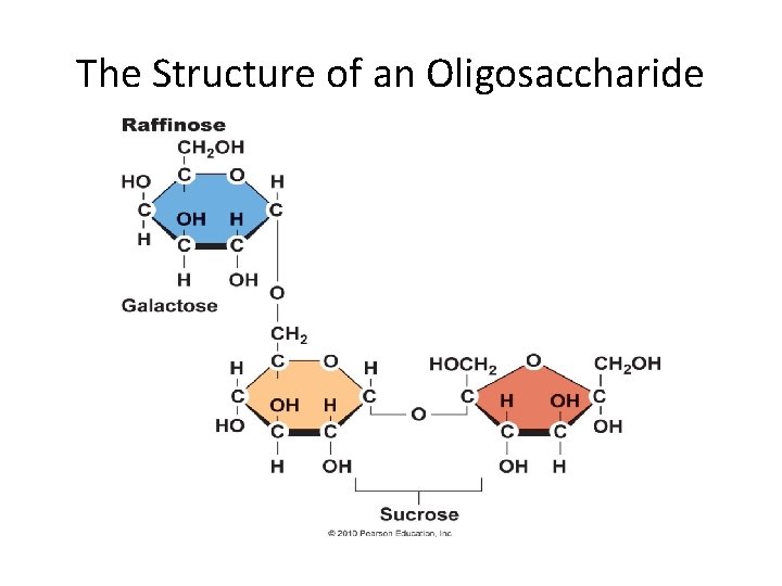 The Structure of an Oligosaccharide 