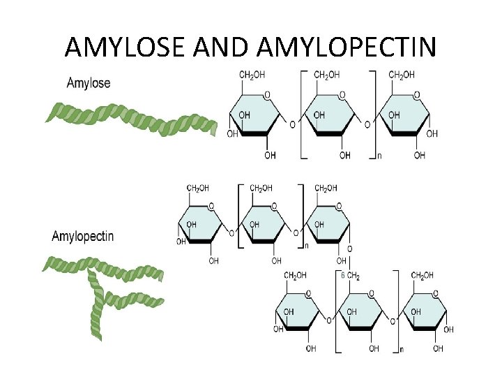 AMYLOSE AND AMYLOPECTIN 